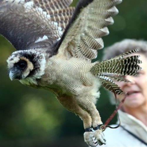 Birds of Prey Experiences at Hagley near Birmingham Birds of Prey Experiences at Hagley near Birmingham